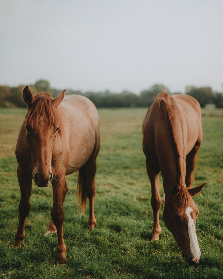 Fotografia de cavalo
