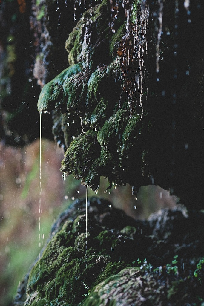 baño de bosque cuenca