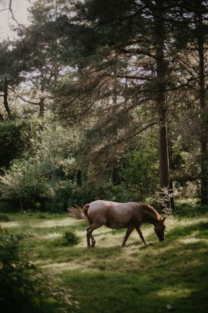 New Forest Photography A Beginners Guide